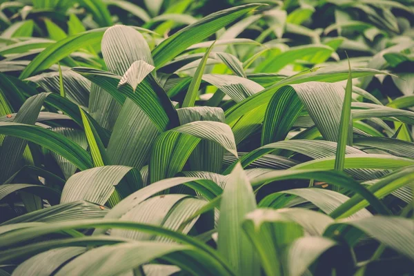Frodiga gröna blad i tropisk djungel — Stockfoto