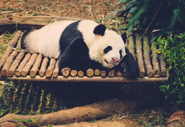 Schlafender Panda in seinem natürlichen Lebensraum. — Stockfoto