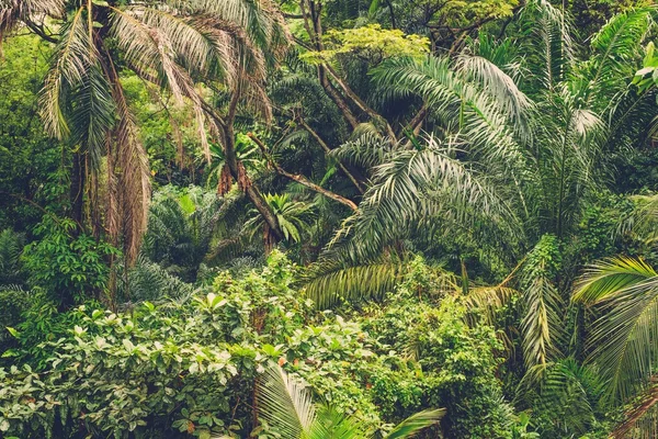 Пишні тропічні зелені джунглі — стокове фото