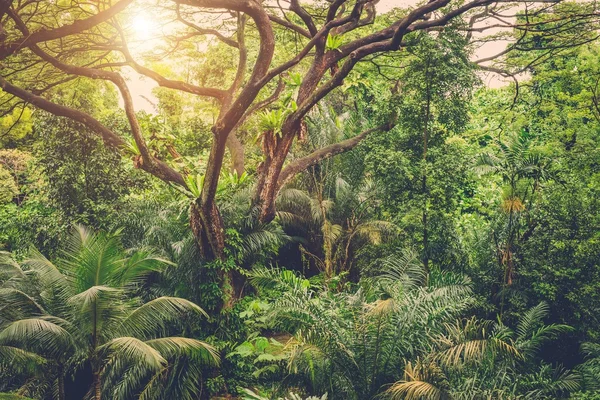 Sonne scheint in tropischen grünen Dschungel — Stockfoto