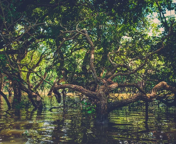 Elárasztott fák a mangrove esőerdők. Kampong Phluk falu — Stock Fotó