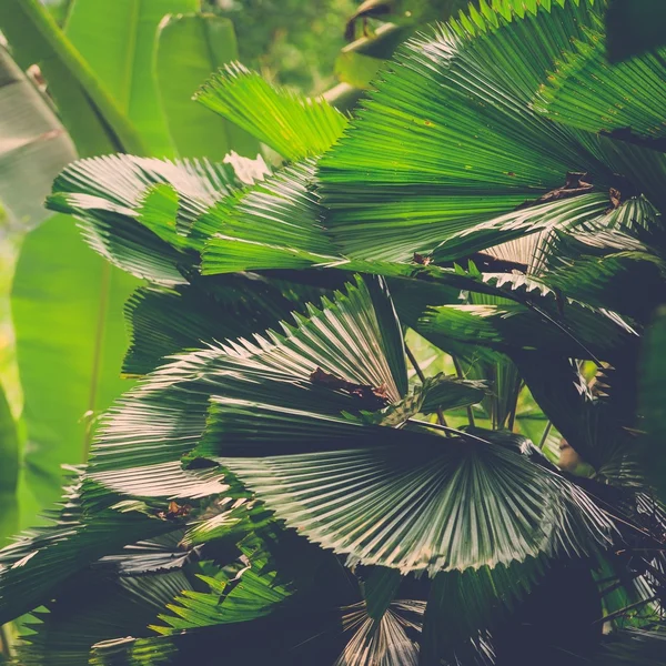 Folhas verdes exuberantes na selva tropical — Fotografia de Stock