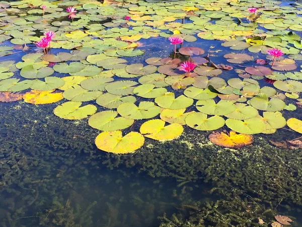 Водяная лилия в пруду сада — стоковое фото