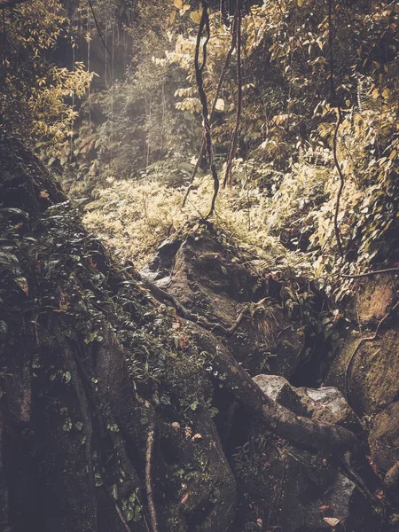 Stone rock deep in lush green jungle — Stock Photo, Image