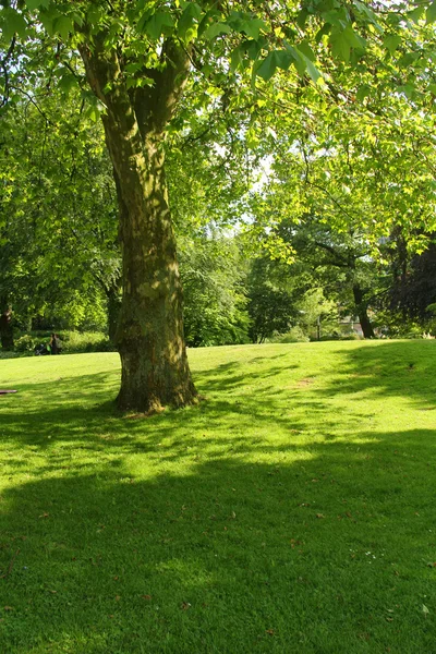 メドウ ガーデンのツリー — ストック写真