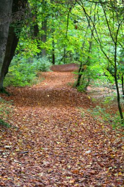Parkta, yaprakları ile mayınları yolu