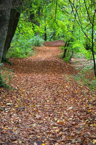 Parkta, yaprakları ile mayınları yolu