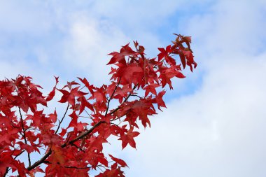 Ağaç dalı ile kırmızı sonbahar yaprakları