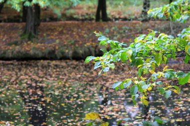 Sonbahar yapraklı ağaç dalı