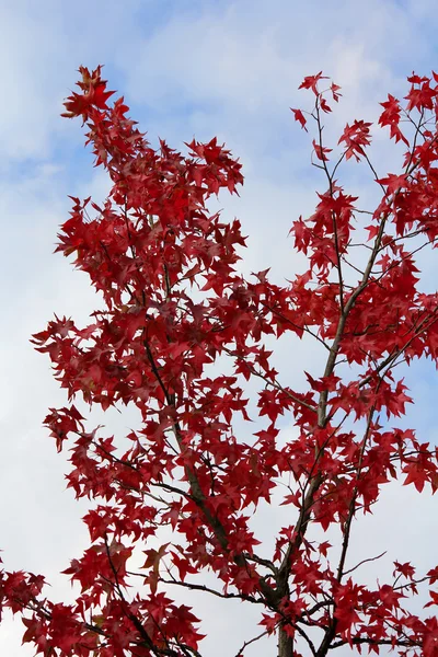 Ağaç dalı ile kırmızı sonbahar yaprakları