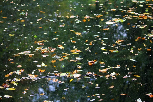 The fallen autumn leaves on the water — Stock Photo, Image