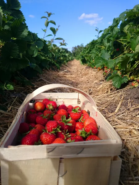 Billedet af jordbærrene i en kurv - Stock-foto