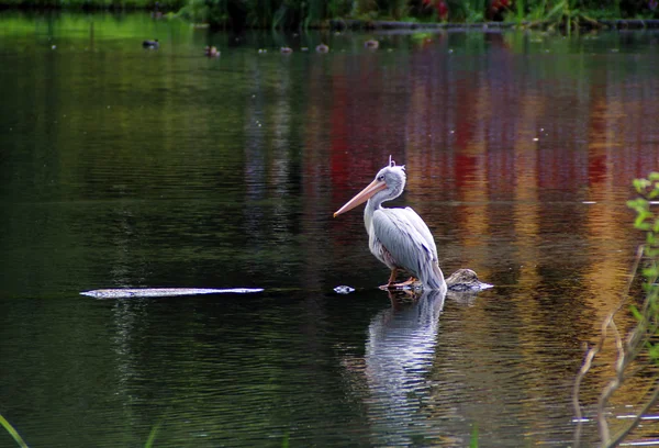 Der Pelikan auf dem Wasser — Stockfoto