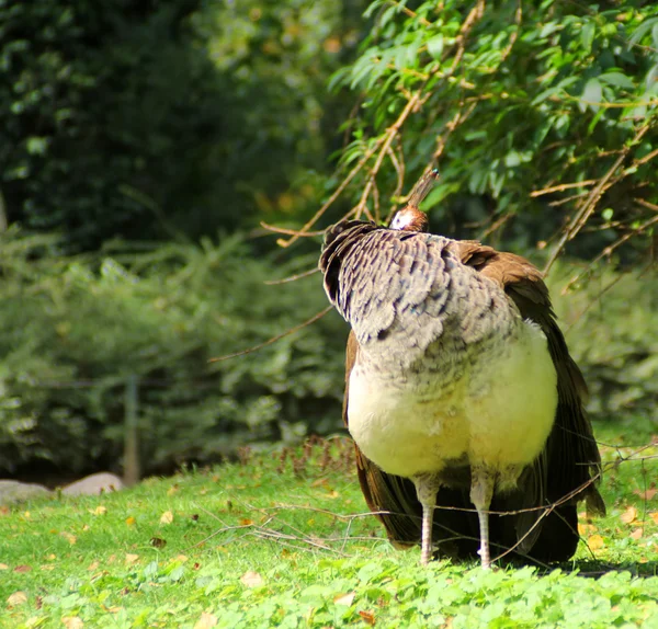 El pavo real en la hierba verde — Foto de Stock