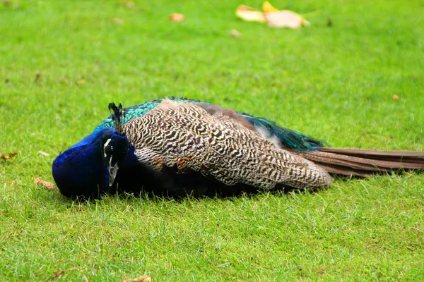 De Pauw op het groene gras — Stockfoto