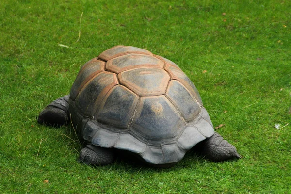 Die große Schildkröte auf dem grünen Gras — Stockfoto