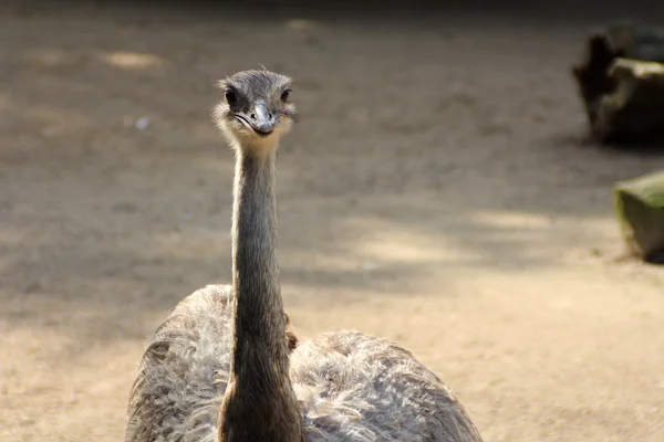 El retrato de un avestruz —  Fotos de Stock