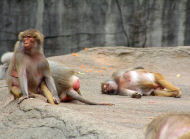 Maymun grup görüntü.