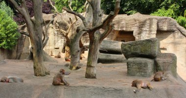 Maymun grup görüntü.