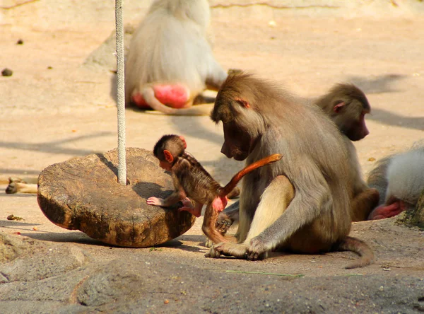 A imagem da família de macacos com o bebê . — Fotografia de Stock
