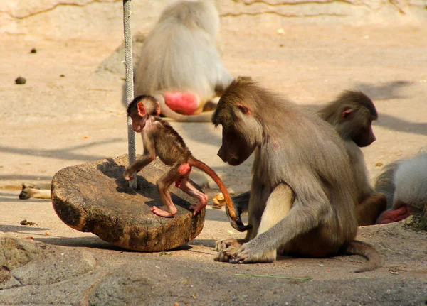 A imagem da família de macacos com o bebê . — Fotografia de Stock