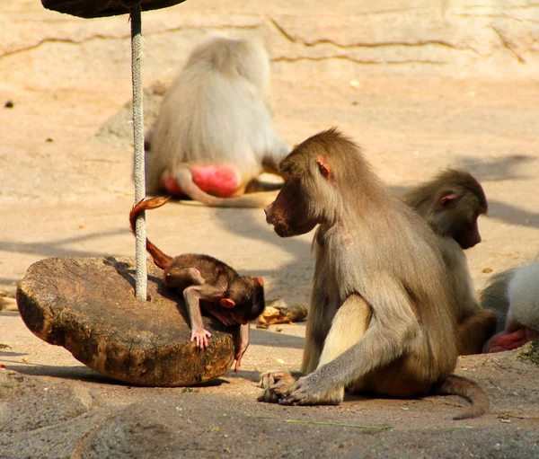 A imagem da família de macacos com o bebê . — Fotografia de Stock