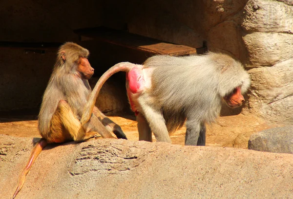 A imagem da família dos macacos — Fotografia de Stock