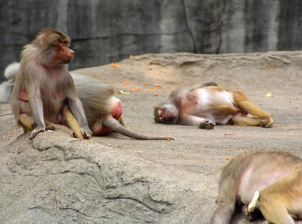 A imagem do grupo de macacos . — Fotografia de Stock