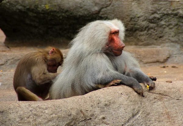 A imagem da família dos macacos — Fotografia de Stock