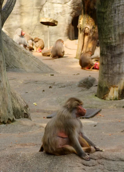 A imagem do grupo de macacos . — Fotografia de Stock