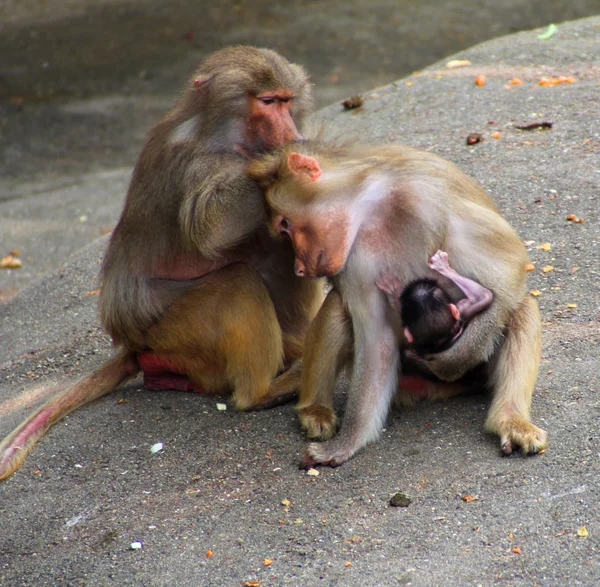 赤ちゃん連れの猿の画像. — ストック写真