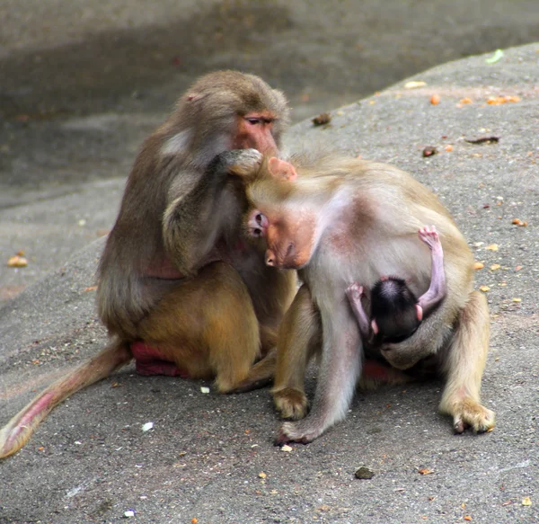 赤ちゃん連れの猿の画像. — ストック写真