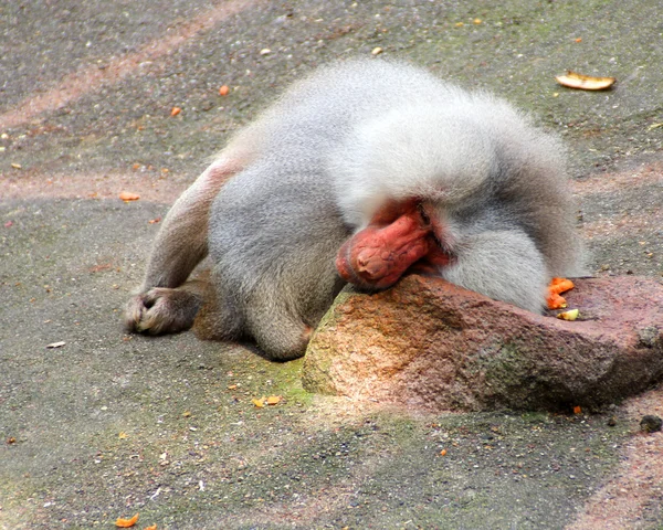 Le portrait d'un seul singe — Photo