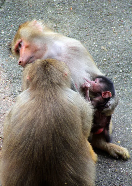 Η εικόνα της οικογένειας μαϊμού με το μωρό. — Φωτογραφία Αρχείου