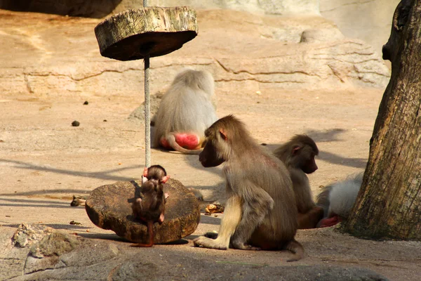 A imagem da família de macacos com o bebê . — Fotografia de Stock