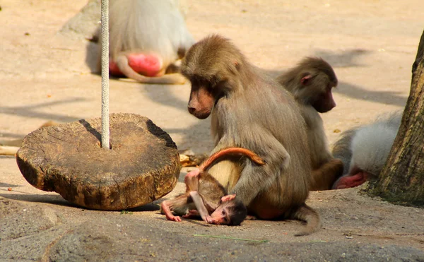 A imagem da família de macacos com o bebê . — Fotografia de Stock