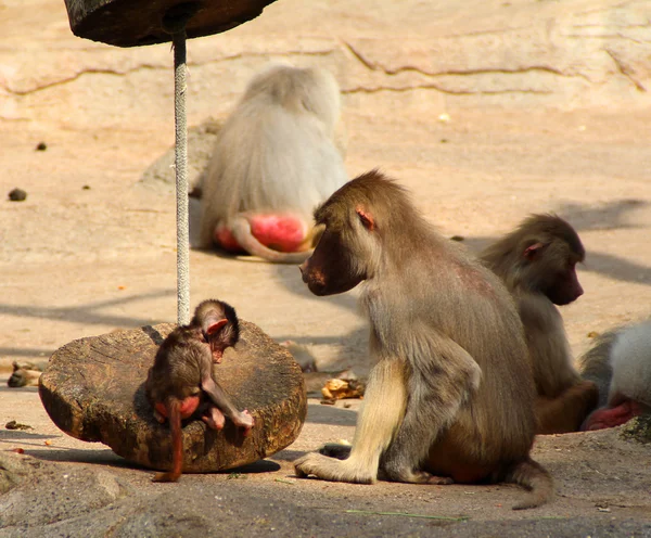 A imagem da família de macacos com o bebê . — Fotografia de Stock