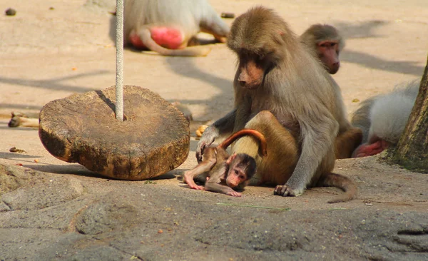 A imagem da família de macacos com o bebê . — Fotografia de Stock