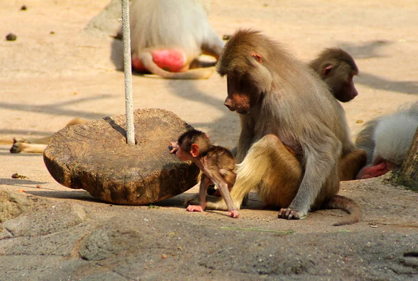 A imagem da família de macacos com o bebê . — Fotografia de Stock