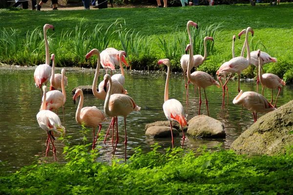 Herd of pink flamingos on a water reservoir — Stock Photo, Image
