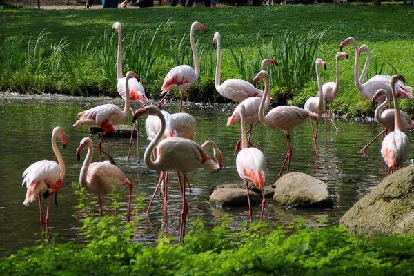 Стадо розовых фламинго на водохранилище — стоковое фото