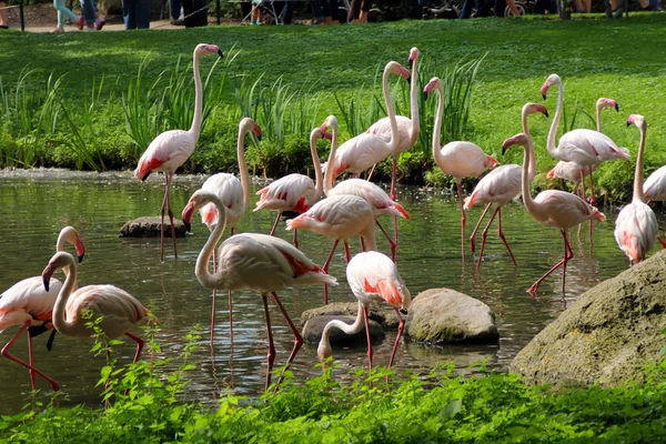 Herd of pink flamingos on a water reservoir — Stock Photo, Image