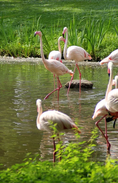 Troupeau de flamants roses sur un réservoir d'eau — Photo