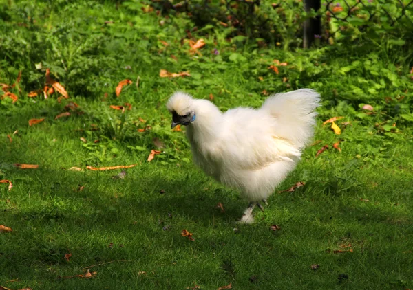El pollo blanco en la hierba verde —  Fotos de Stock