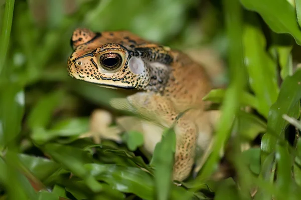 Frog in the grass — Stock Photo, Image