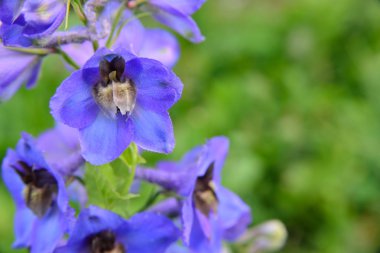 Mor delphinium yeşil arka plana sahip