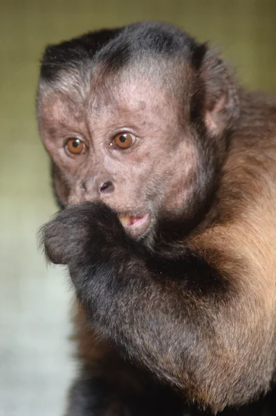Capuchin maymunu Natura Park