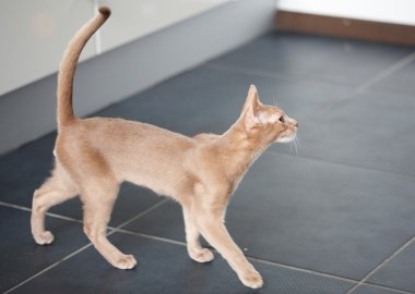 Kızıl kedinin portresi