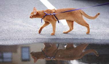 Oyun oynayan kırmızı kedi