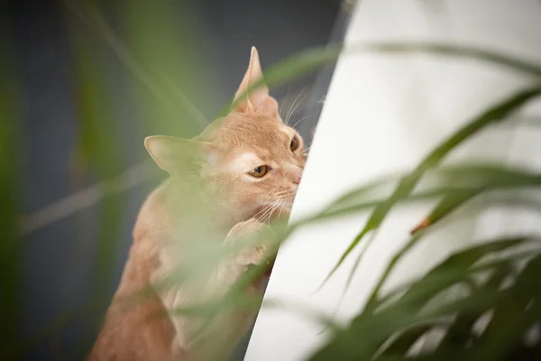 Portret van rode kat — Stockfoto